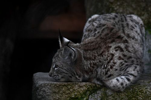 De lynx ligt ontspannen op de steen, met zijn hoofd in rust, de grote kat rust.