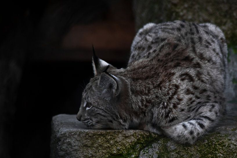 De lynx ligt ontspannen op de steen, met zijn hoofd in rust, de grote kat rust. van Michael Semenov