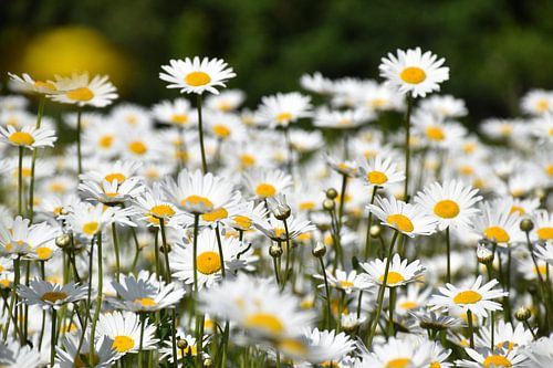Een bloeiend margrietenveld