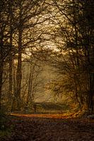 Herfstpracht