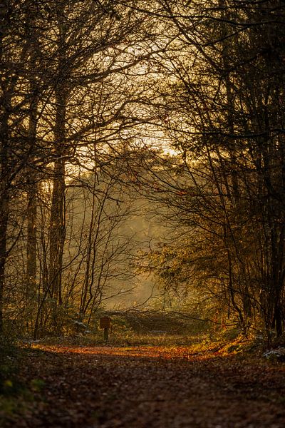 Herbstliche Pracht von William Bekkema
