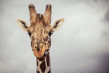 Giraffe steekt zijn tong uit zijn mond, in kleur van Dave Oudshoorn