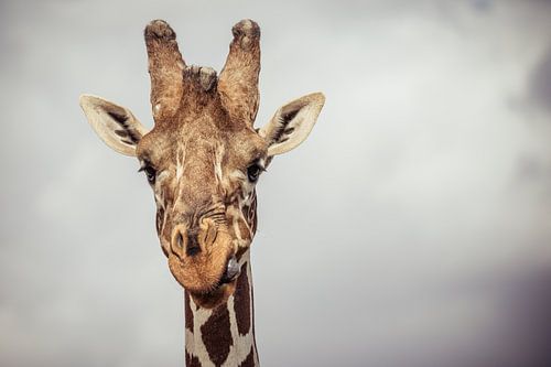 Giraffe steekt zijn tong uit zijn mond, in kleur