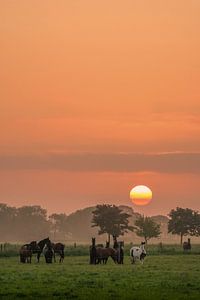 Een prachtige zonsopkomst achter deze groep met paarden in de Betuwe van Moetwil en van Dijk - Fotografie