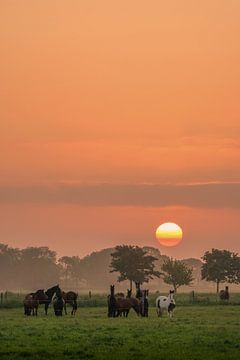 Un beau lever de soleil derrière ce groupe de chevaux dans la région de Betuwe