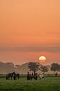 A beautiful sunrise behind this group with horses in the Betuwe region by Moetwil en van Dijk - Fotografie thumbnail