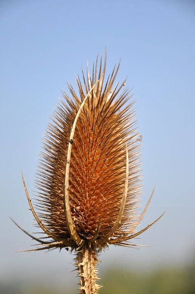 Verdroogde distel in portrait von Peter Mooij