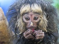Baby Saki