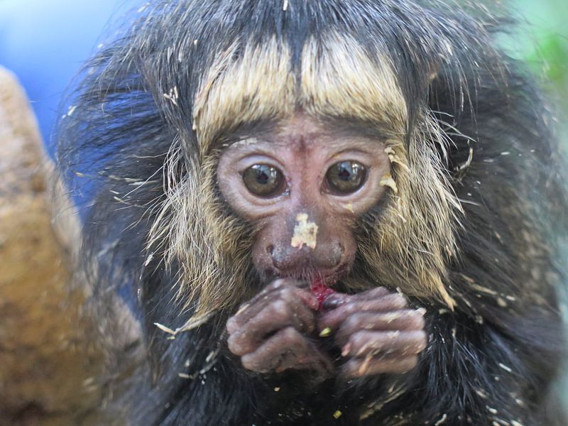 Baby Saki by Cornelis van Deursen