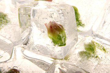 Crassulaceae in ice by Marc Heiligenstein