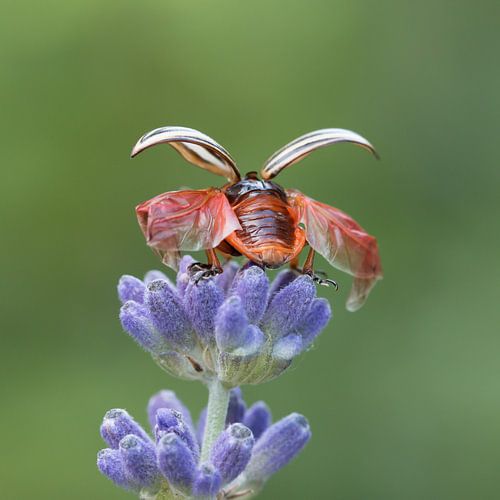 Fly away beetle by Esther Ehren