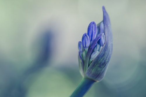 Flower bud by Bert Nijholt