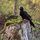 Black Woodpecker ( Dryocopus martius ) sitting on a stub of a tree van wunderbare Erde thumbnail