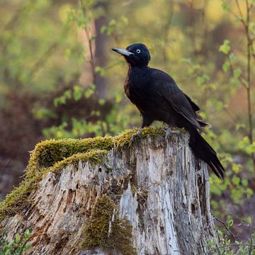 Schwarzspecht ( Dryocopus martius ) sitzt auf einem Baumstumpf von wunderbare Erde