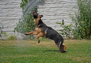 Schäferhündin (Welpe) beim Spiel unter der Gartendusche