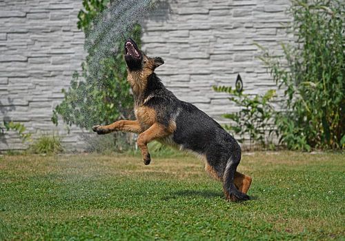 Schapenhond (puppy) speelt onder de tuindouche