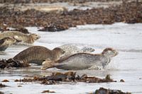 Zeehonden snellen te water