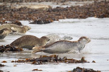 Les phoques pénètrent rapidement dans l'eau sur Andius Teijgeler