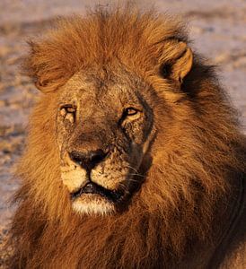 The lion - Africa wildlife sur W. Woyke