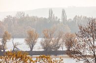 Mildes Herbstlicht am Rhein bei Oestrich-Winkel, Rheingau van Christian Müringer thumbnail