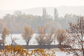 Mildes Herbstlicht am Rhein bei Oestrich-Winkel, Rheingau by Christian Müringer