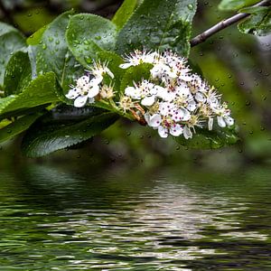 Blütenwasser