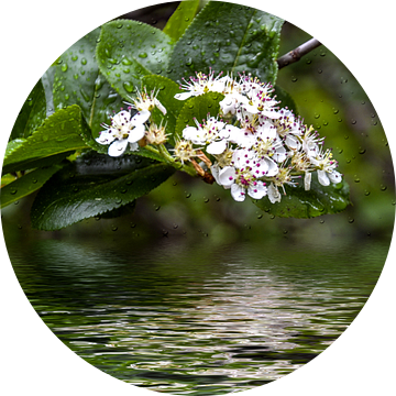 witte bloemen van Christine Nöhmeier