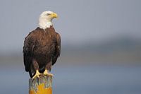 Amerikaanse zeearend op paal