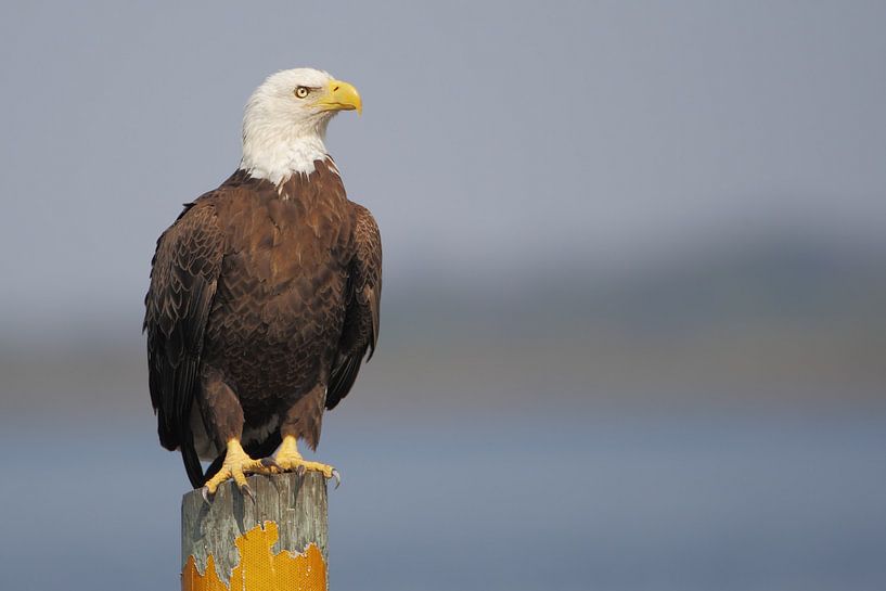 Amerikaanse zeearend op paal by Wilfred Marissen