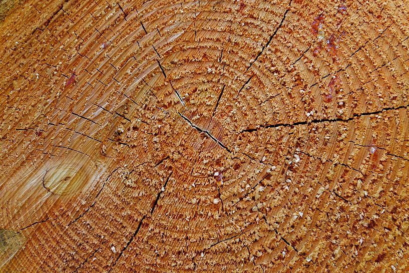 Jaarringen von Marian Klerx