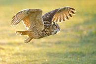 Eagle Owl with backlight by Erik Veldkamp thumbnail