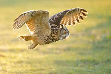 Eagle Owl with backlight