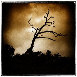 dead tree by Jan Brand