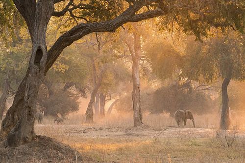 éléphant dans une forêt magique.
