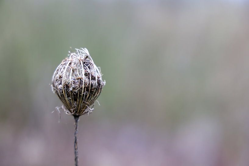 Trockenblume von @Unique