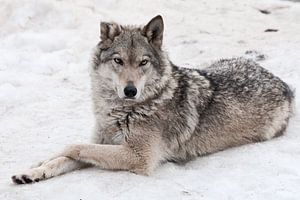 Een vrouwelijke wolf ligt in de sneeuw... van Michael Semenov