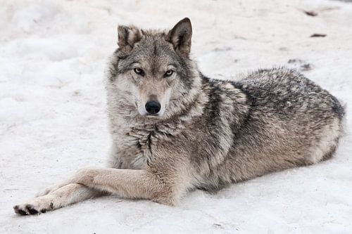 Een vrouwelijke wolf ligt in de sneeuw...