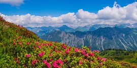 La rose des Alpes sur Walter G. Allgöwer