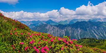 Alpenrosenblüte von Walter G. Allgöwer