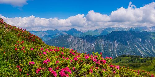 Alpenrosenblüte