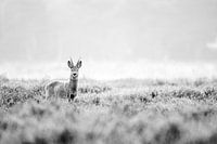 Rehe