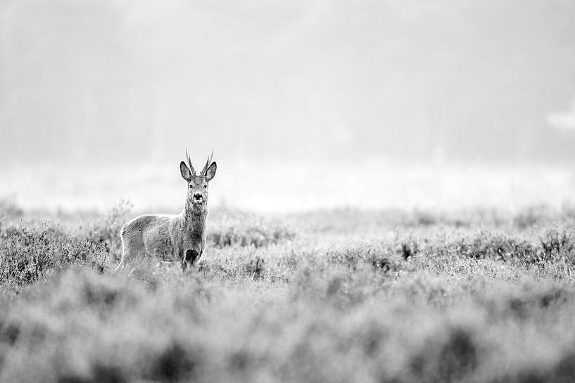 Roedeer by Andy van der Steen - Fotografie