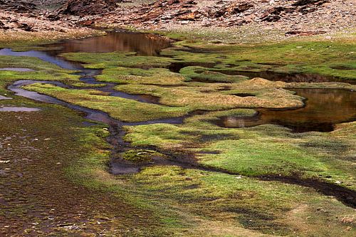 The river grass