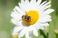 Blinde Biene auf Kamillenblüte