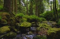 Magic Forest
