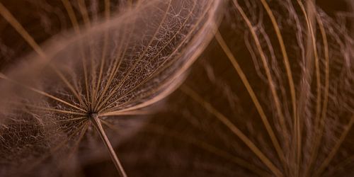 Panorama van warme bruin tinten: de structuur van een pluis