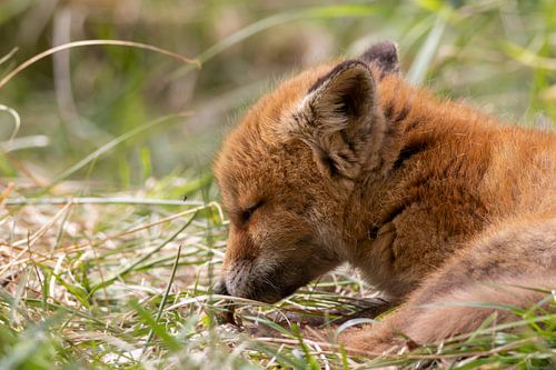 Jeune renard curieux
