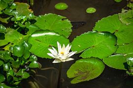 Lelie van Rust van jorryt Meijer