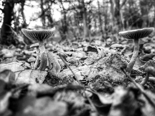 Paddenstoelen tussen de bladeren