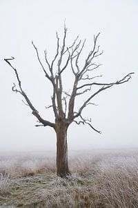 Toter Baum im Nebel